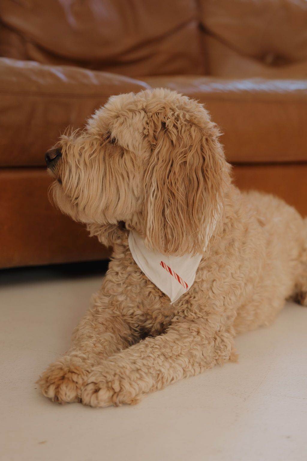 Bamboo Bandana | Candy Cane