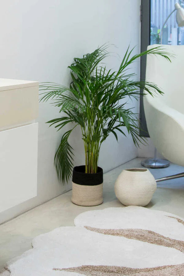 BASKET DUAL BLACK - NATURAL Little Wonder & Co