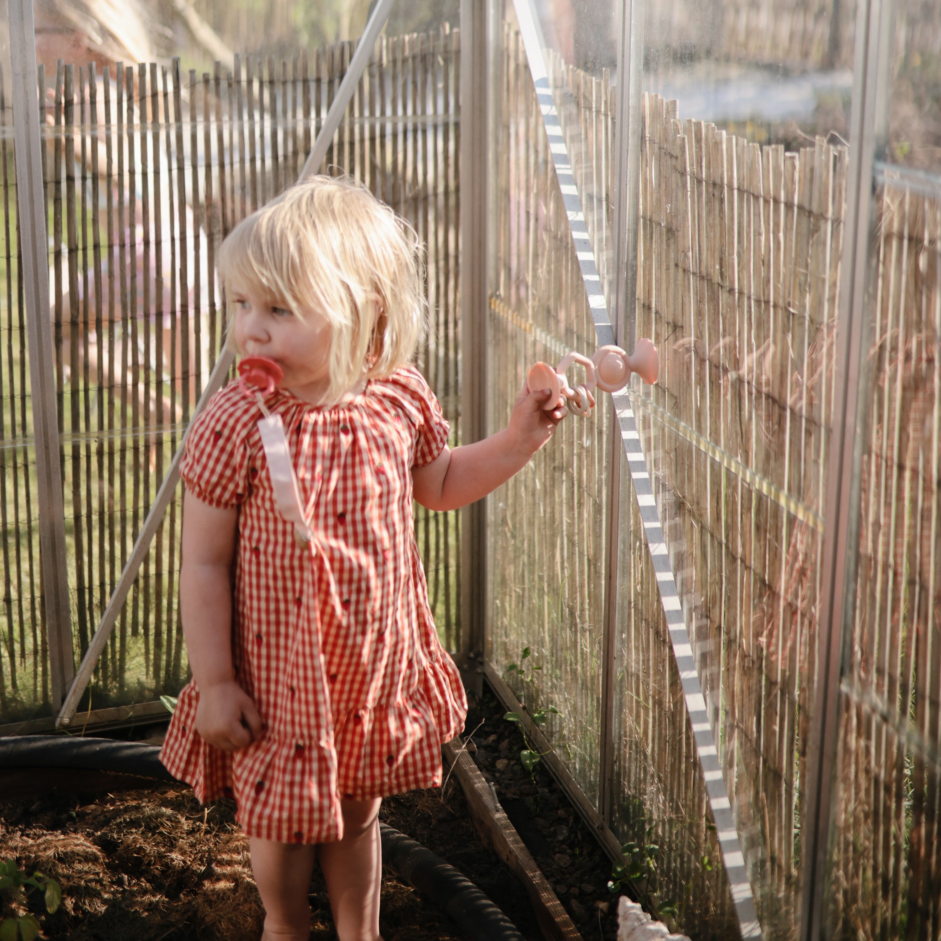 HexaPop Suction Toy toys Mushie