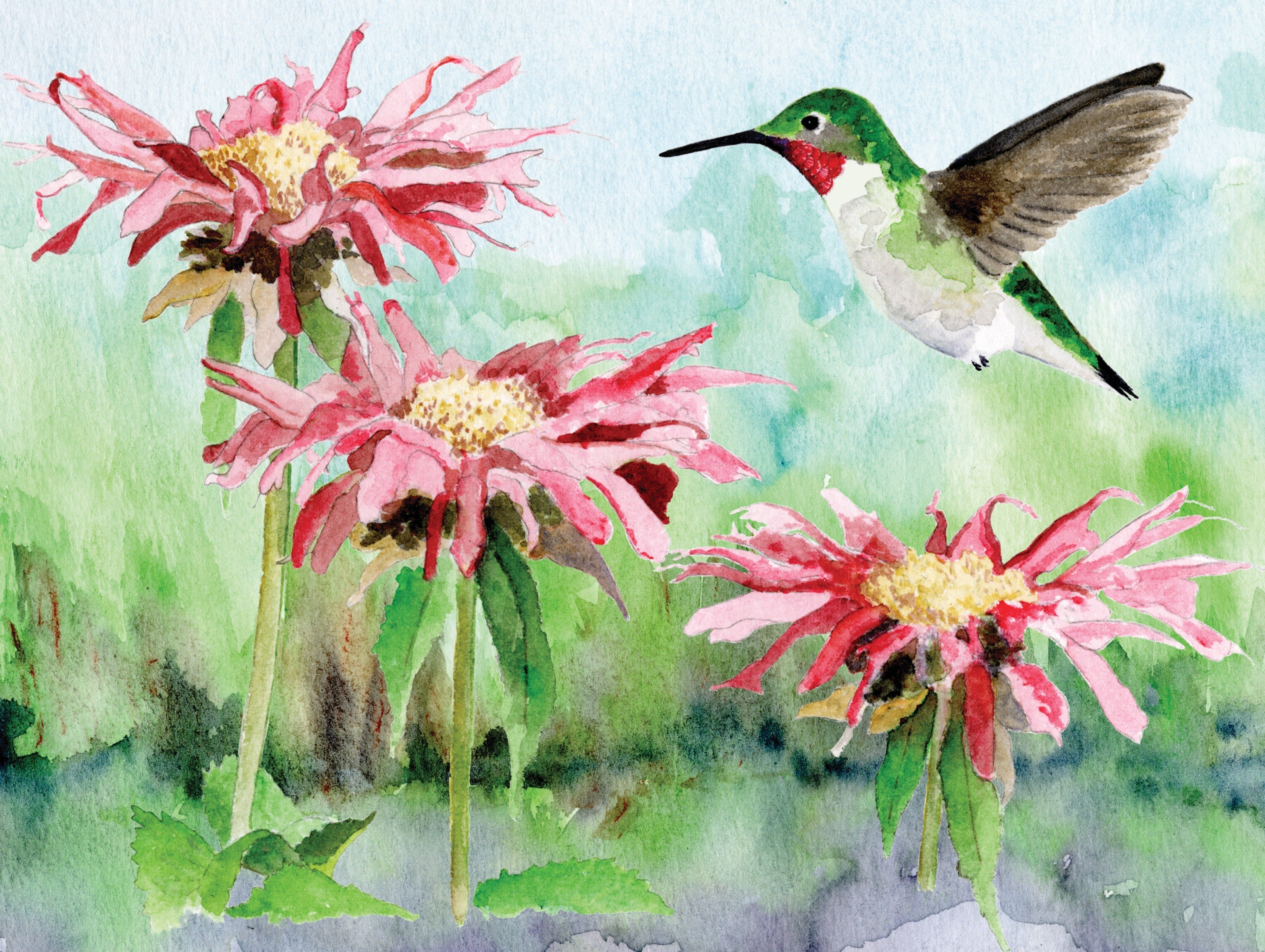 Ruby-throated Hummingbird