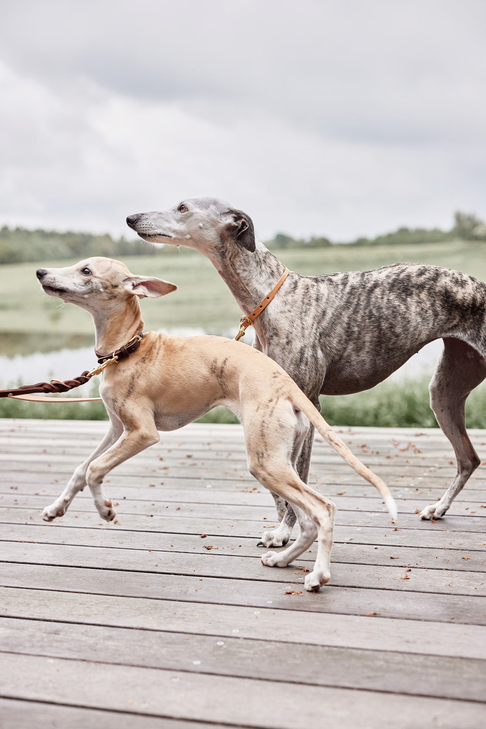 Robin Dog Collar - Natural
