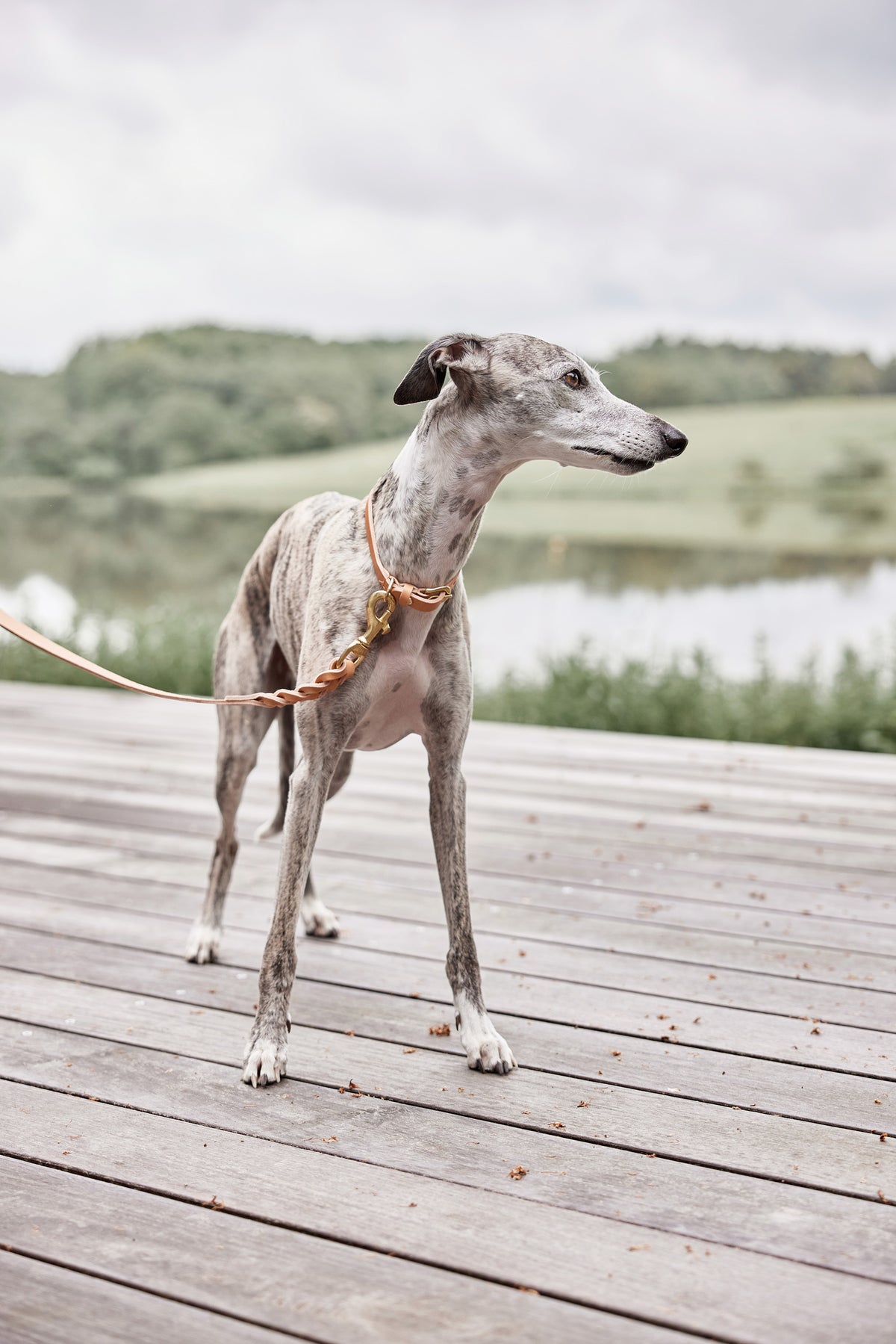 Robin Dog Collar - Natural