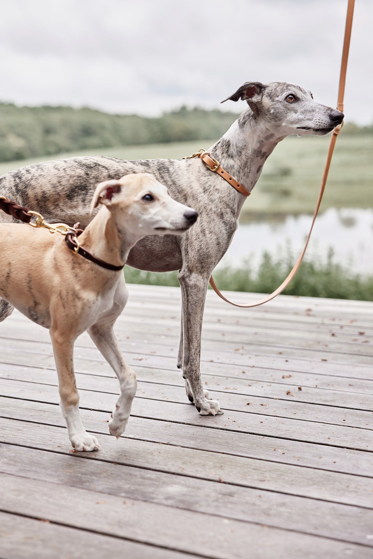 Robin Dog Collar - Natural