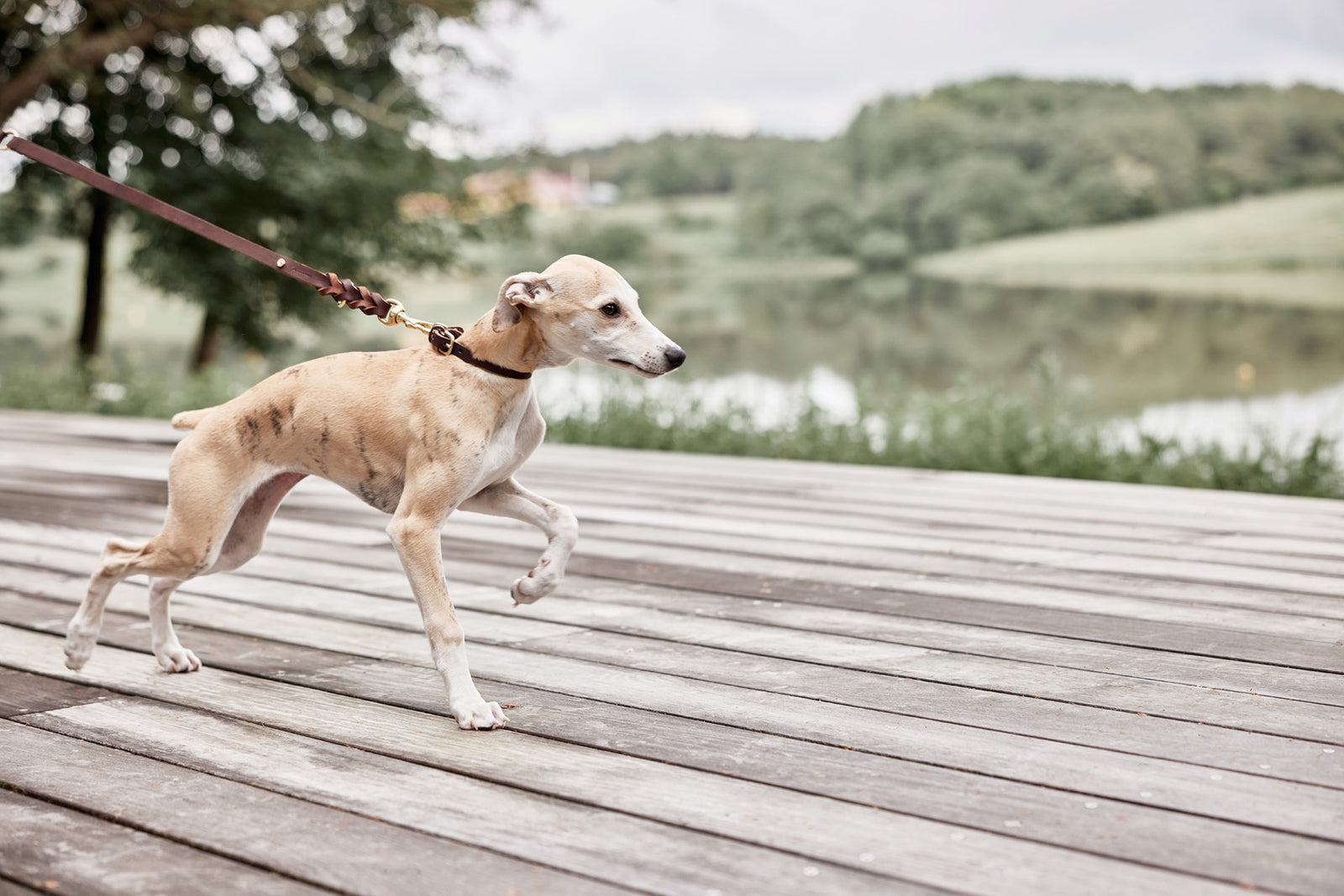 Robin Dog Collar - Choko