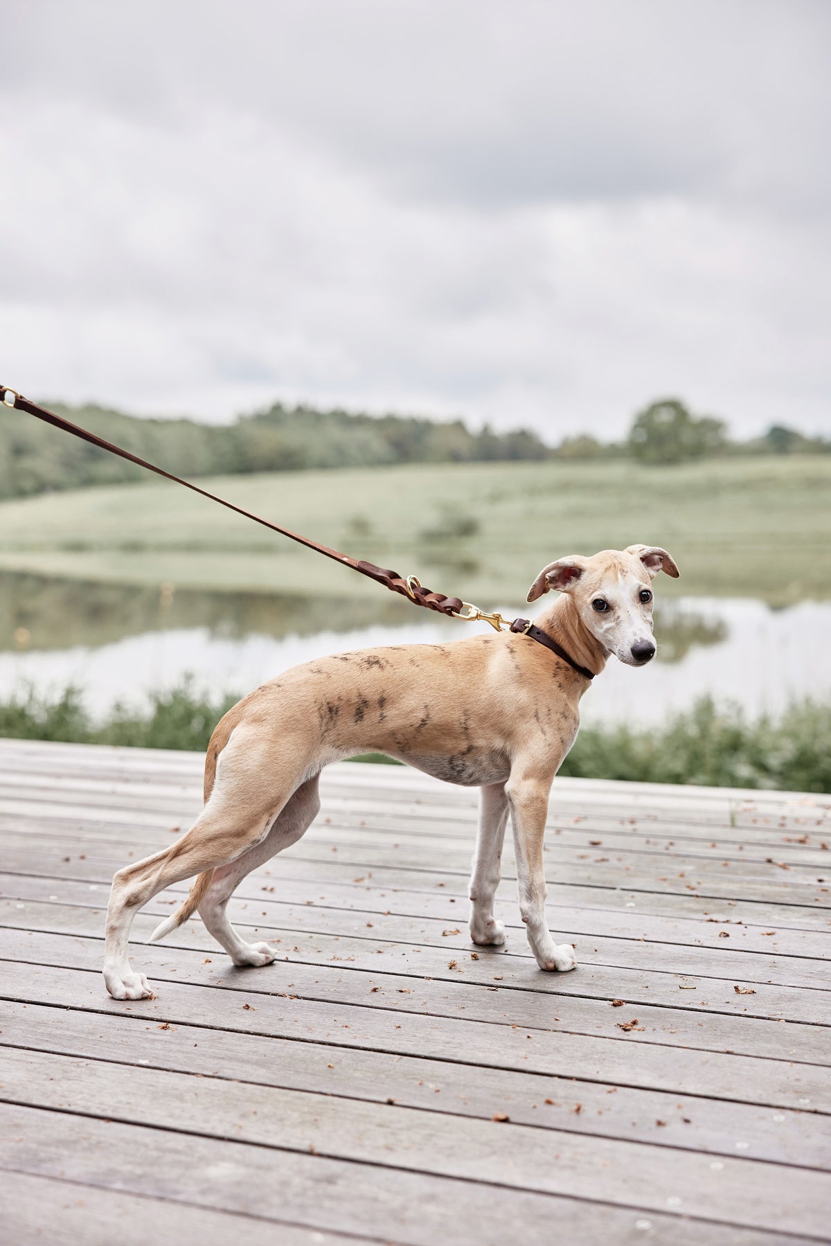 Robin Dog Collar - Choko