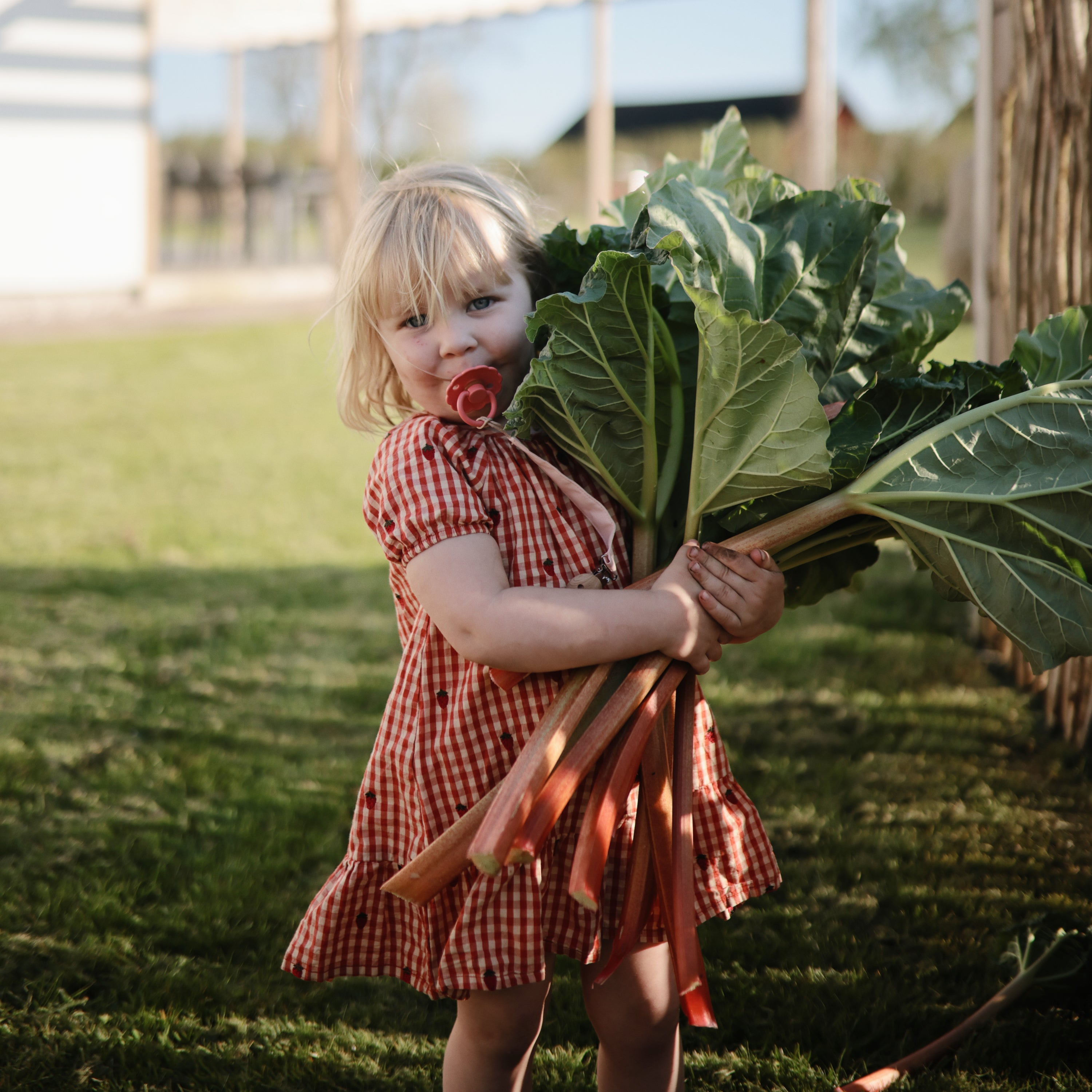 FRIGG Daisy Natural Rubber Pacifier 2-Pack