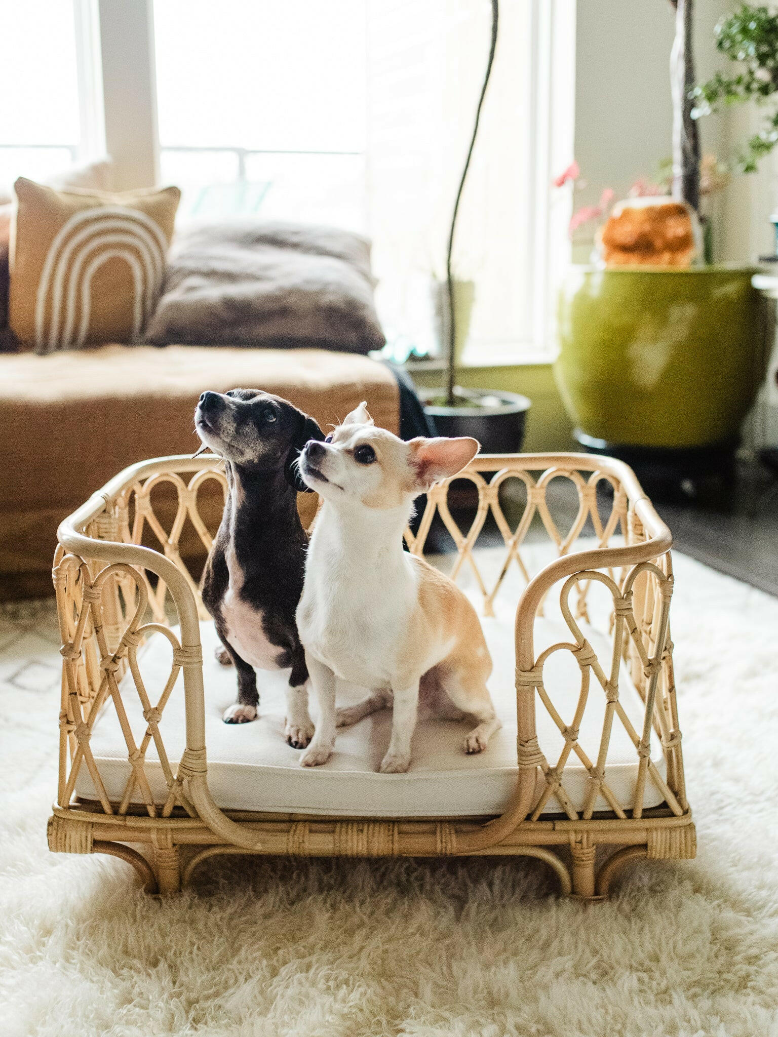 Everett Rattan Pet Bed Furniture Ellie & Becks Co.
