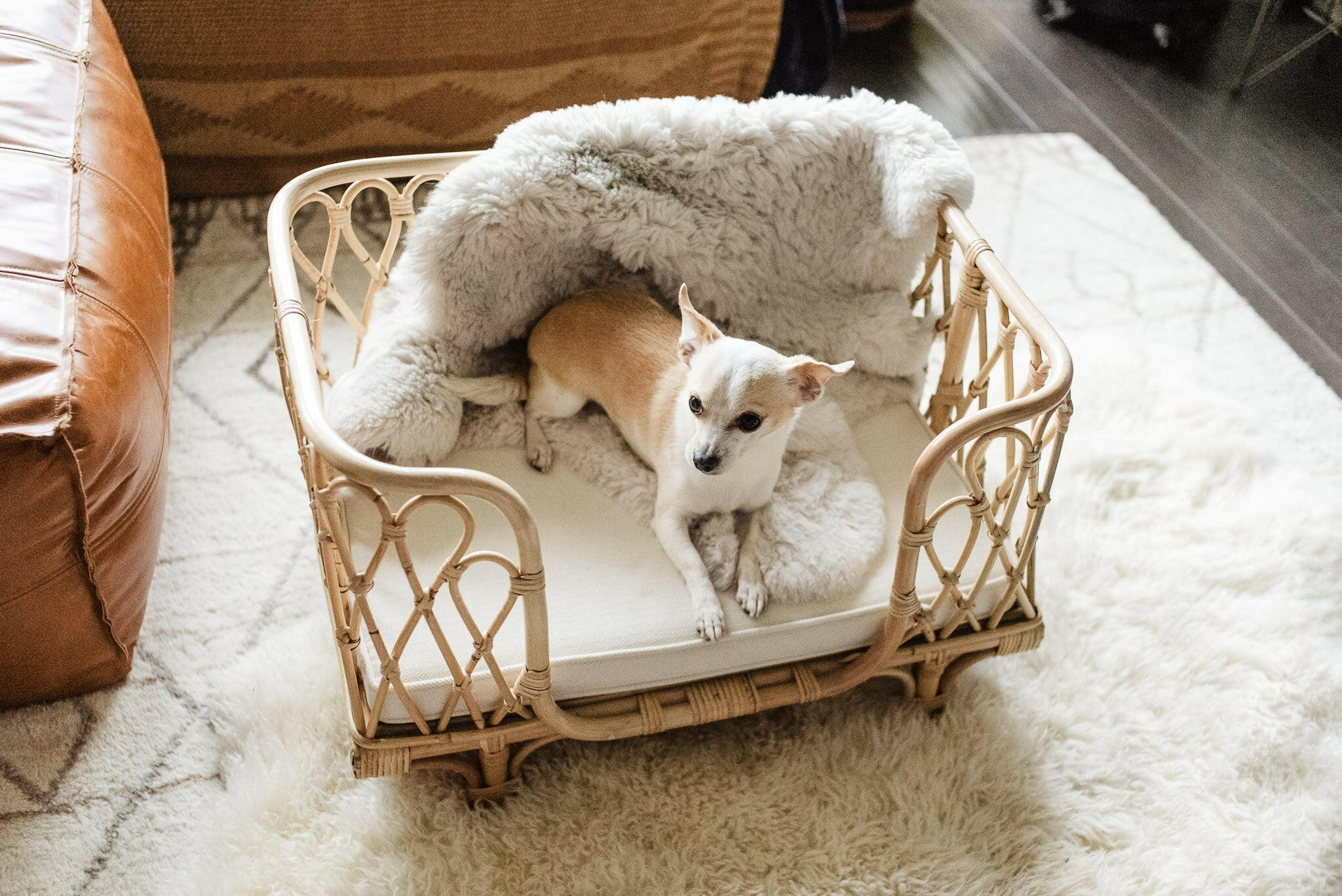 Everett Rattan Pet Bed Furniture Ellie & Becks Co.
