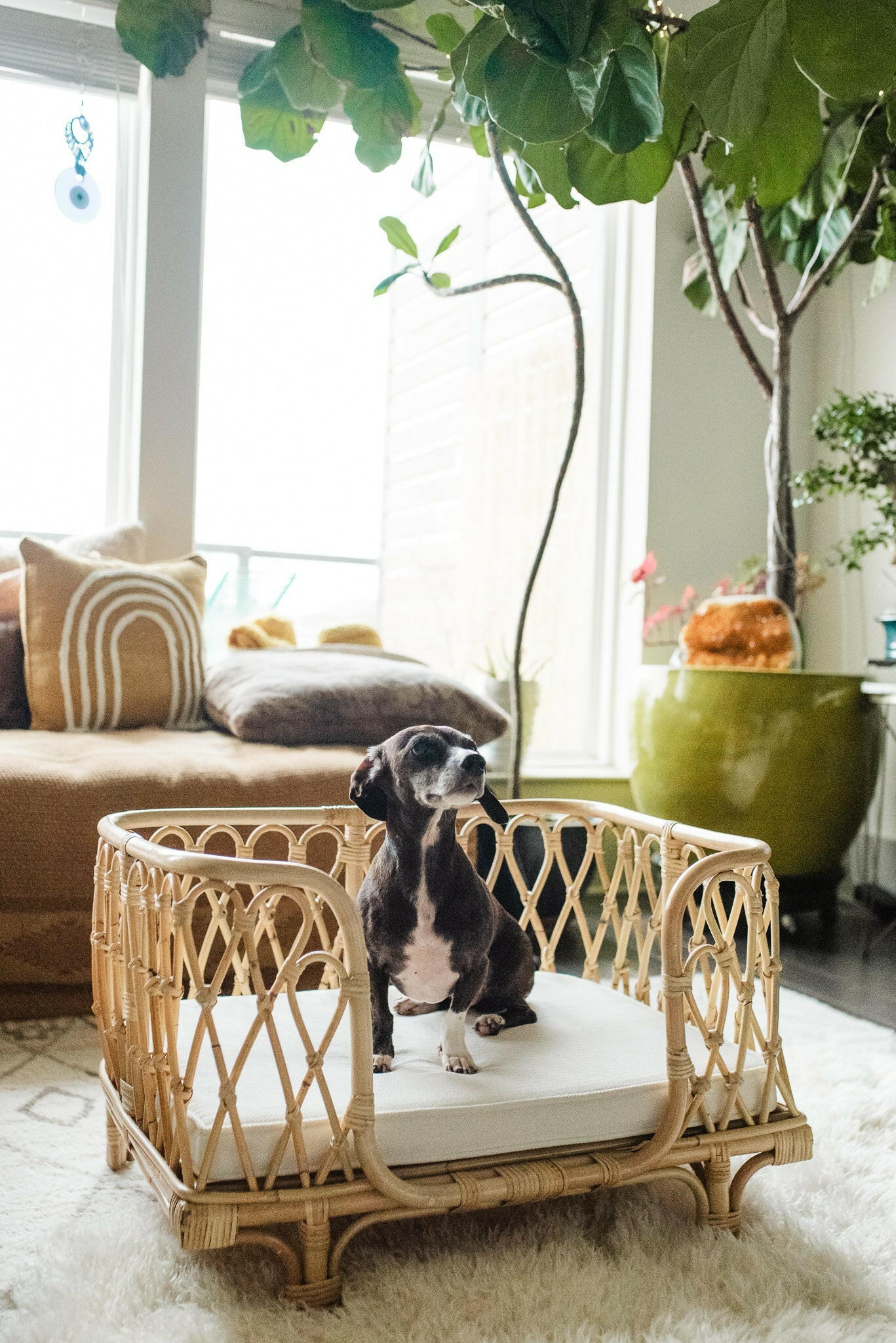 Everett Rattan Pet Bed Furniture Ellie & Becks Co.