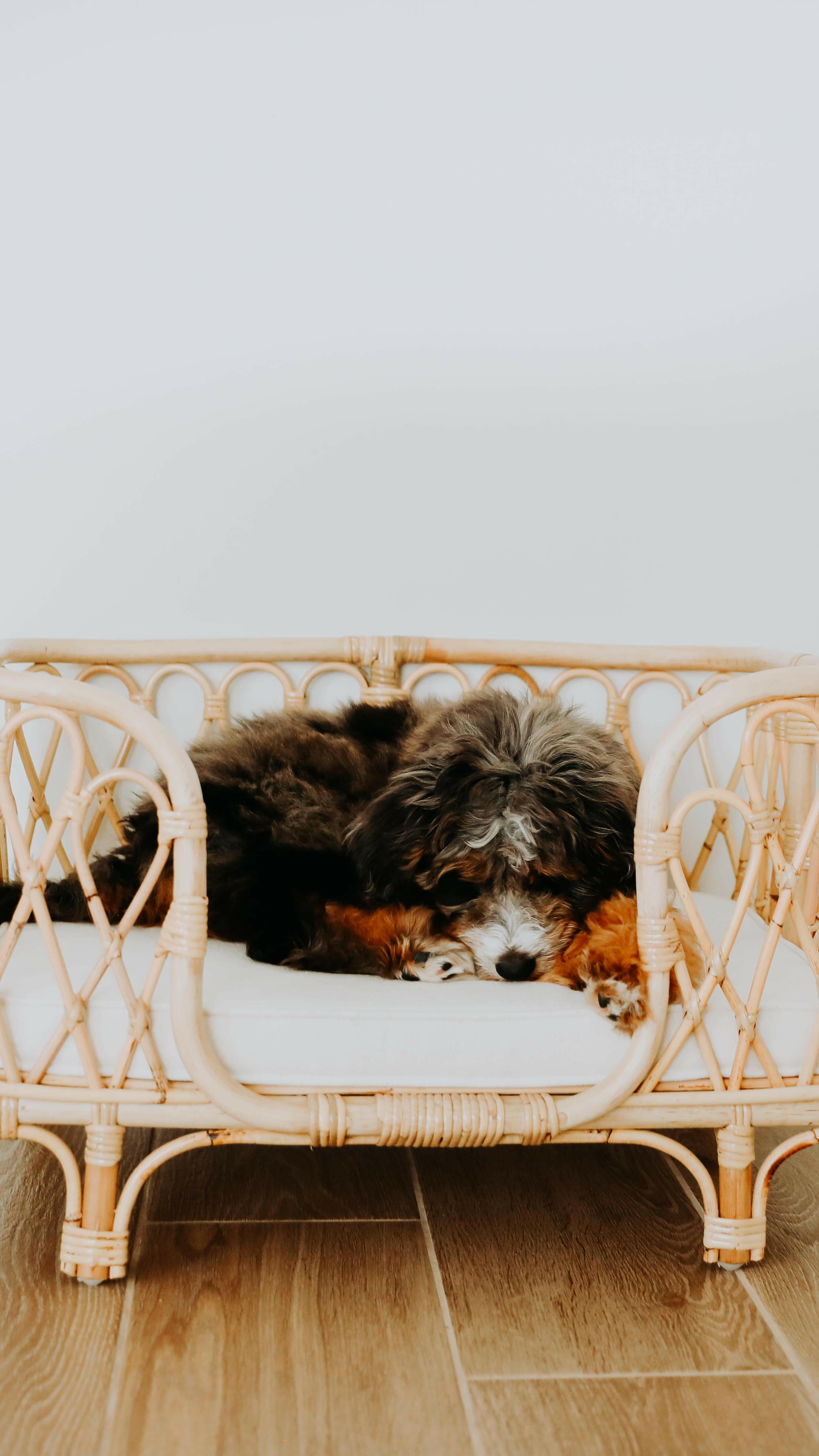 Everett Rattan Pet Bed Furniture Ellie & Becks Co.