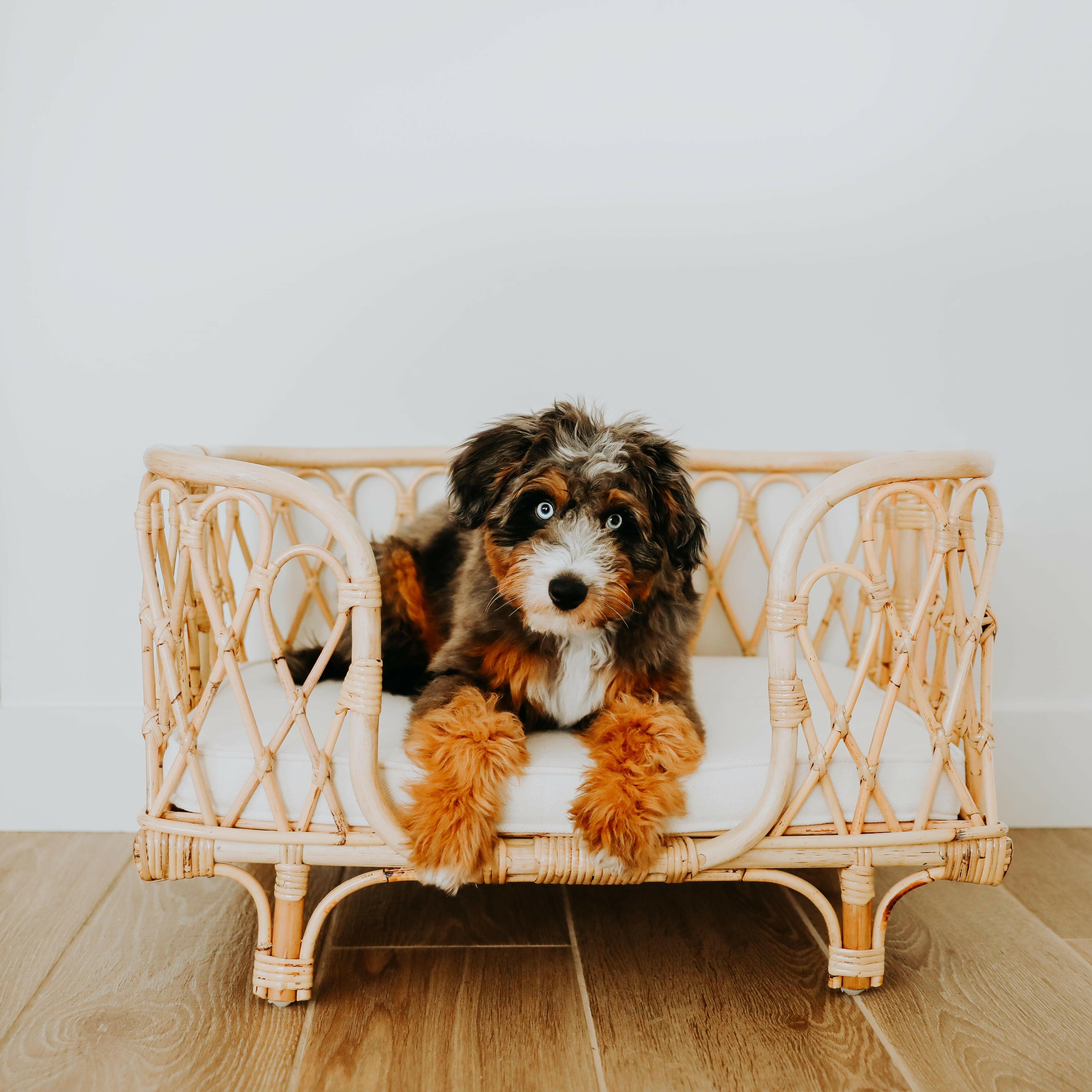 Everett Rattan Pet Bed Furniture Ellie & Becks Co.