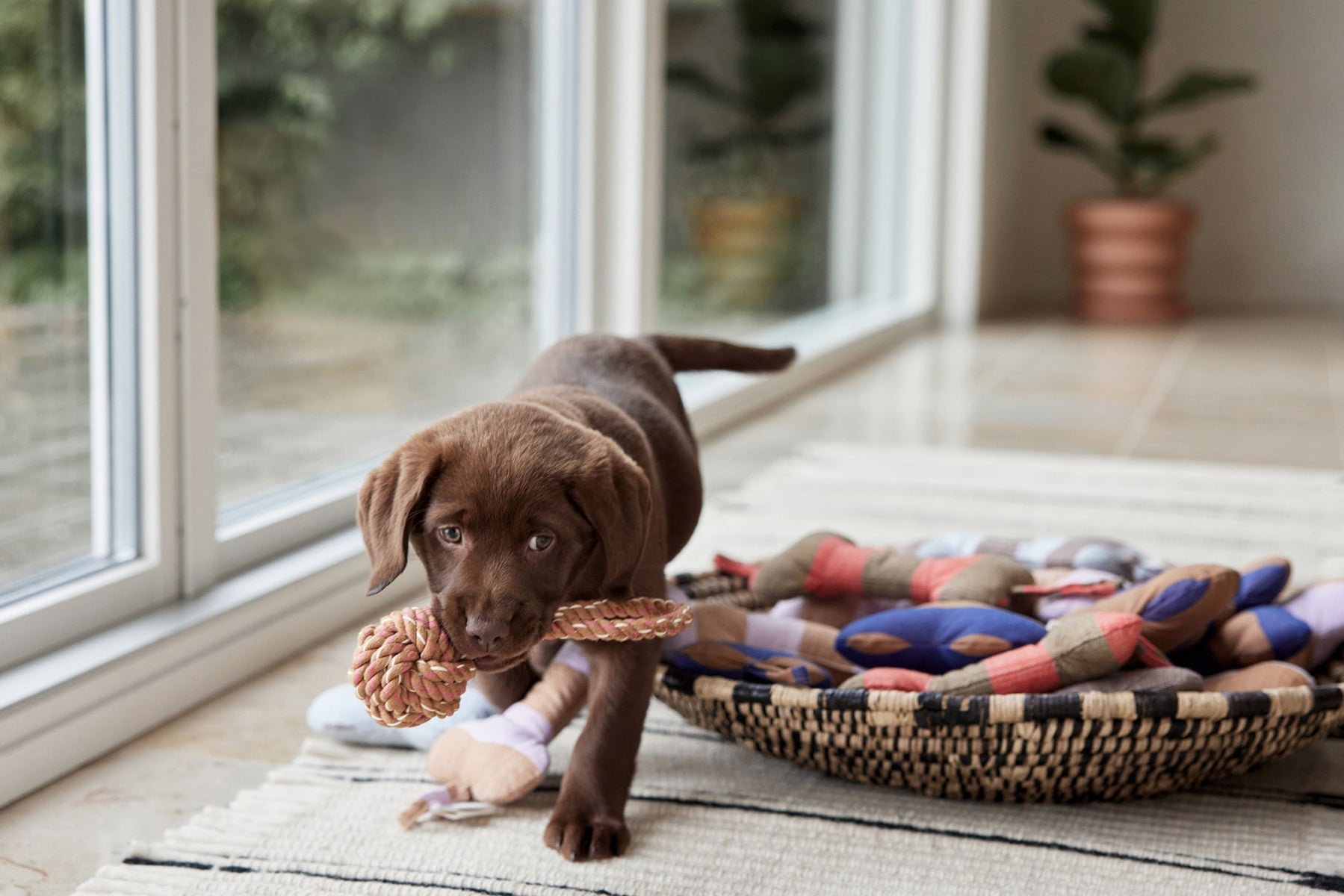 Ashi Dog Toy - Caramel/Blue