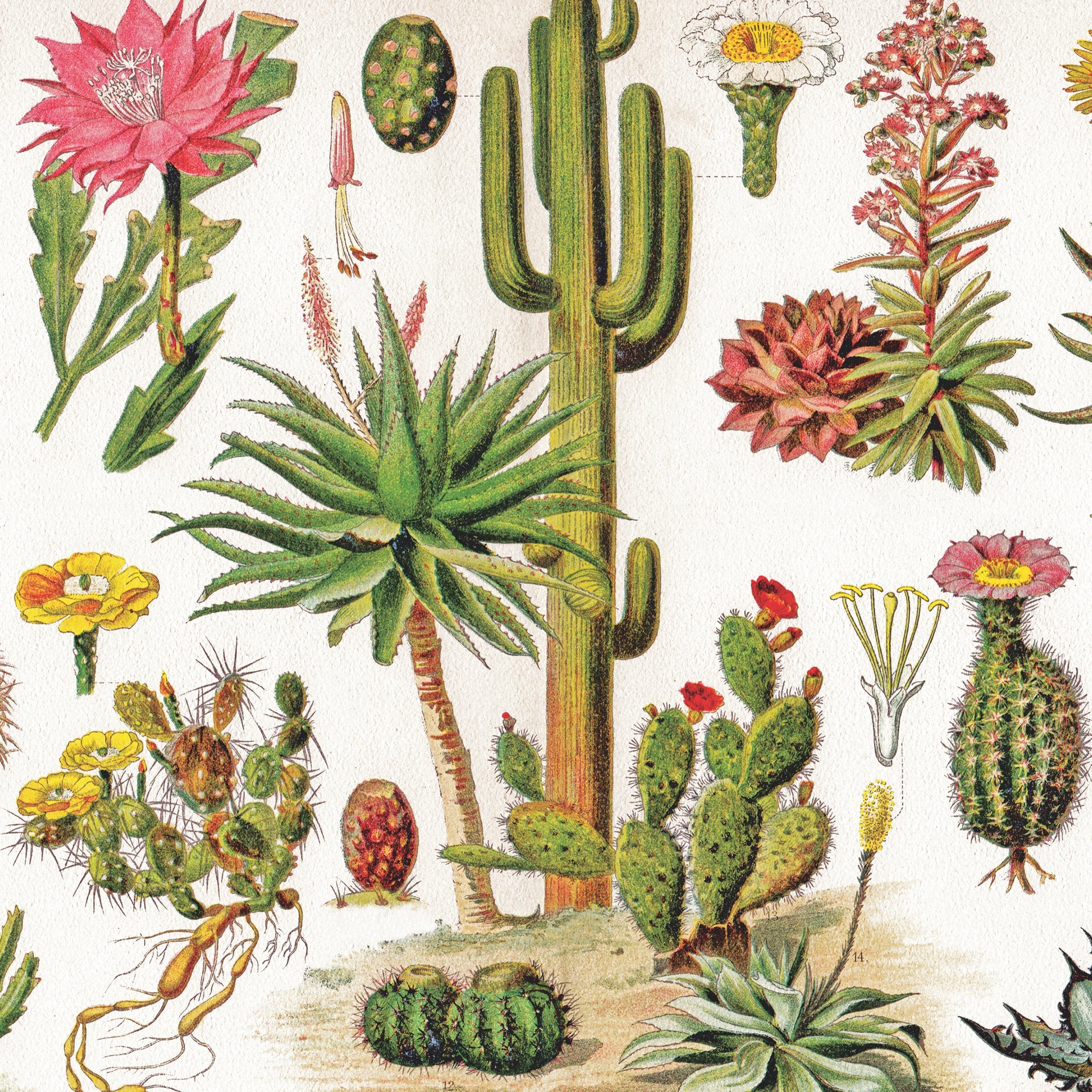 Cacti ~ Cactus