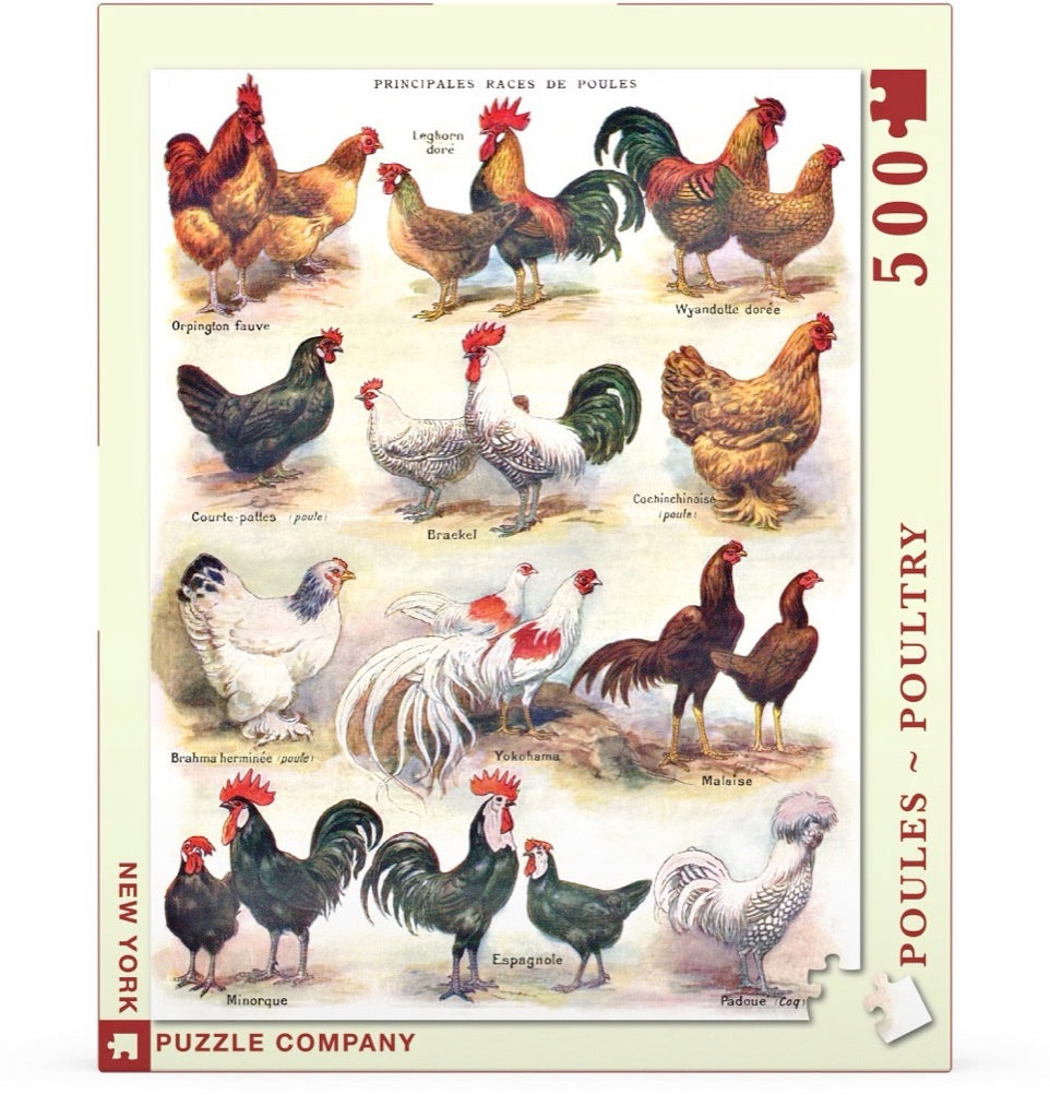 Poules ~ Poultry