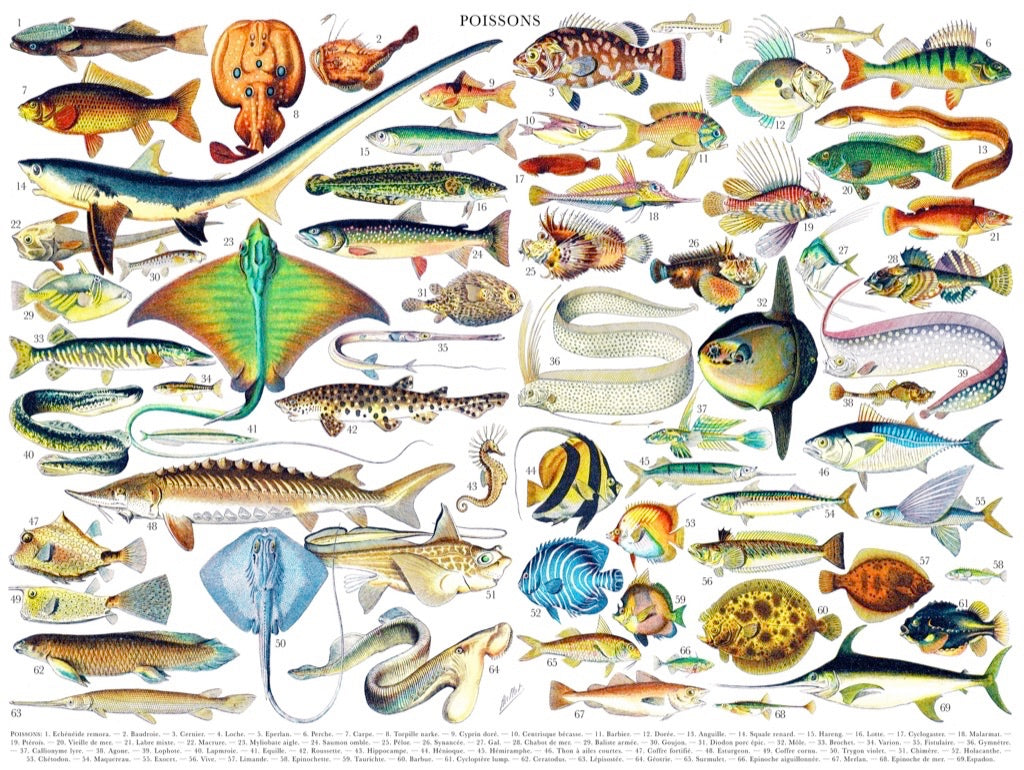 Fish ~ Poissons