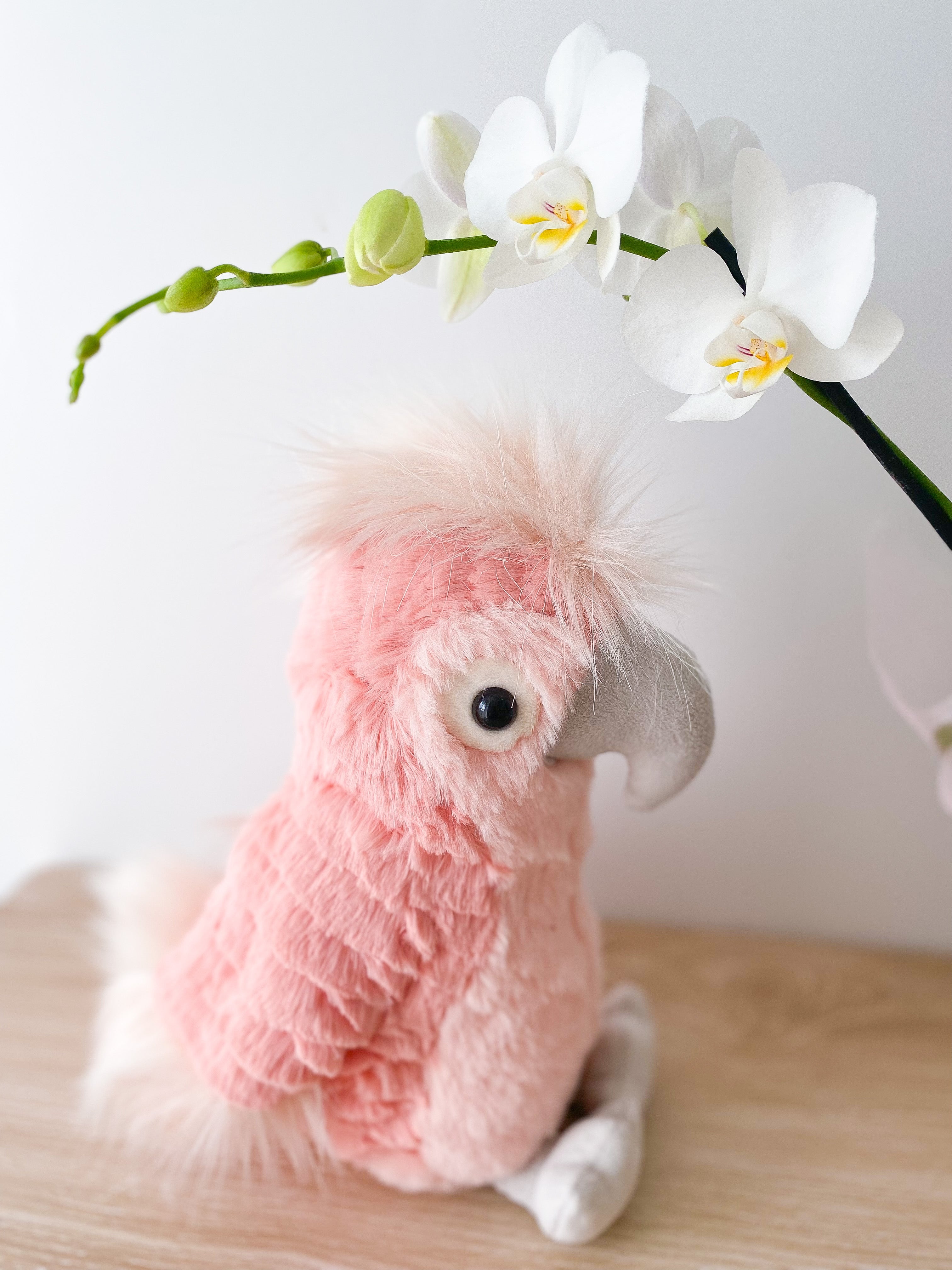 Lulu Cockatoo