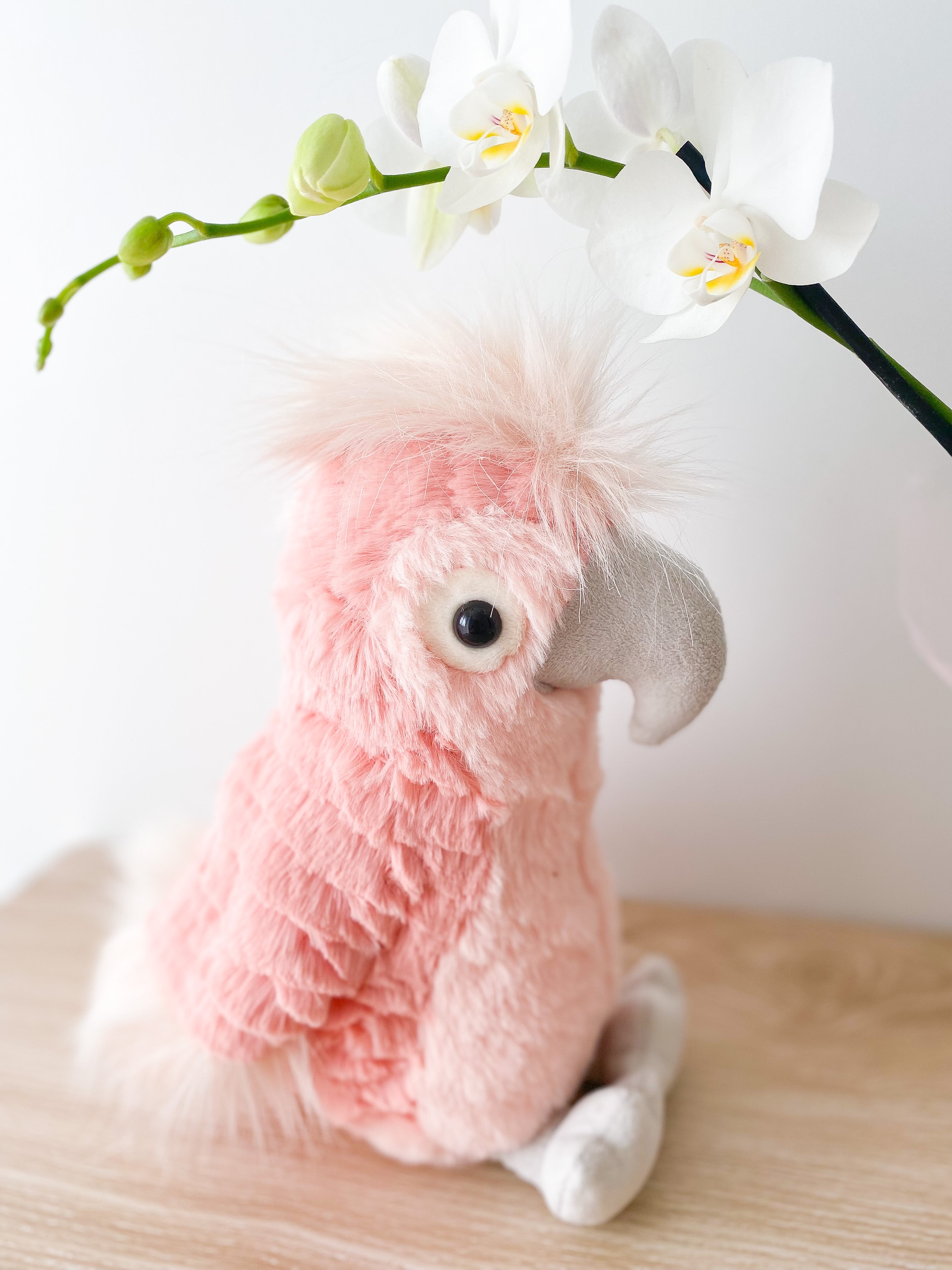 Lulu Cockatoo