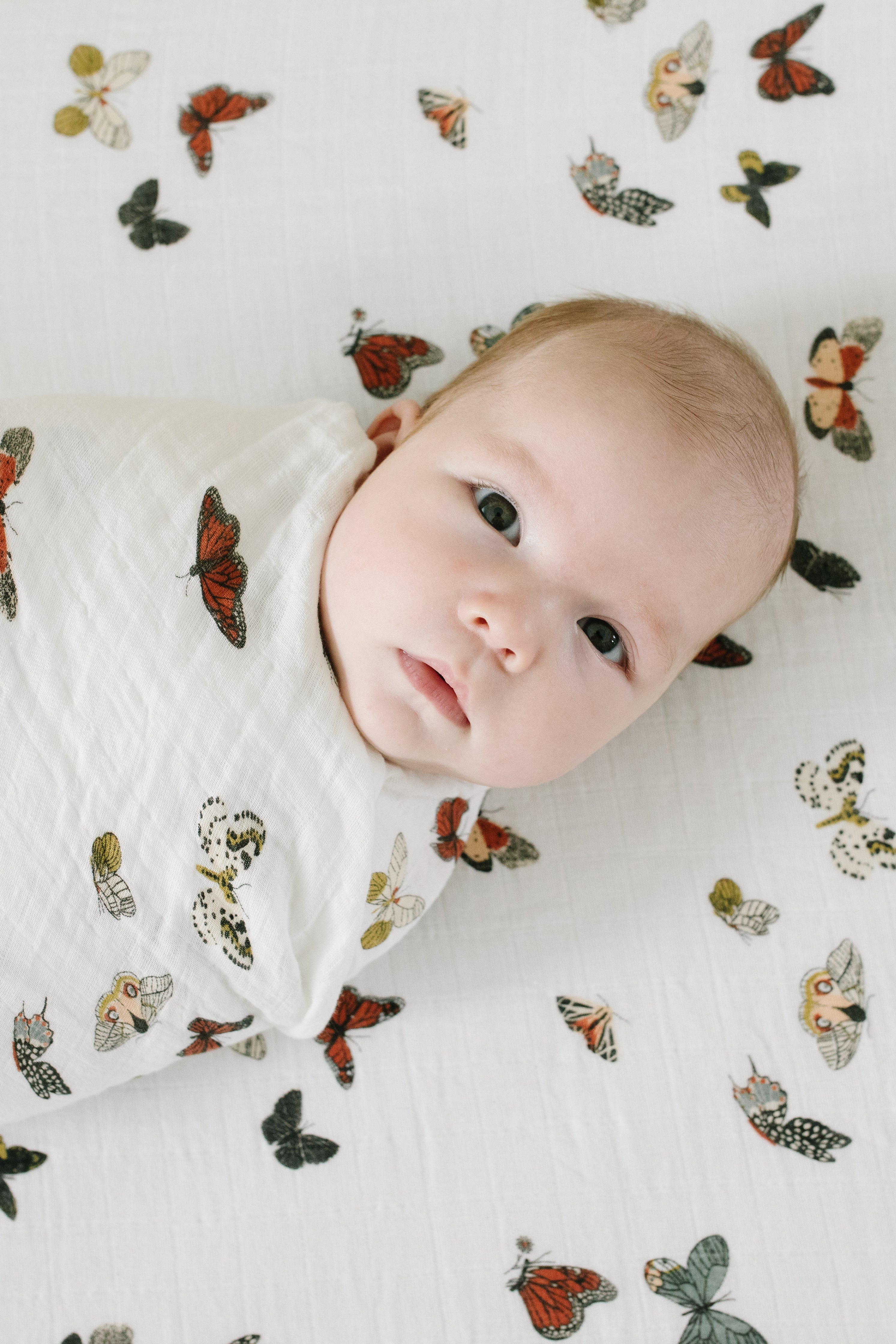 Butterfly Migration Crib Sheet Crib Sheets Clementine Kids   