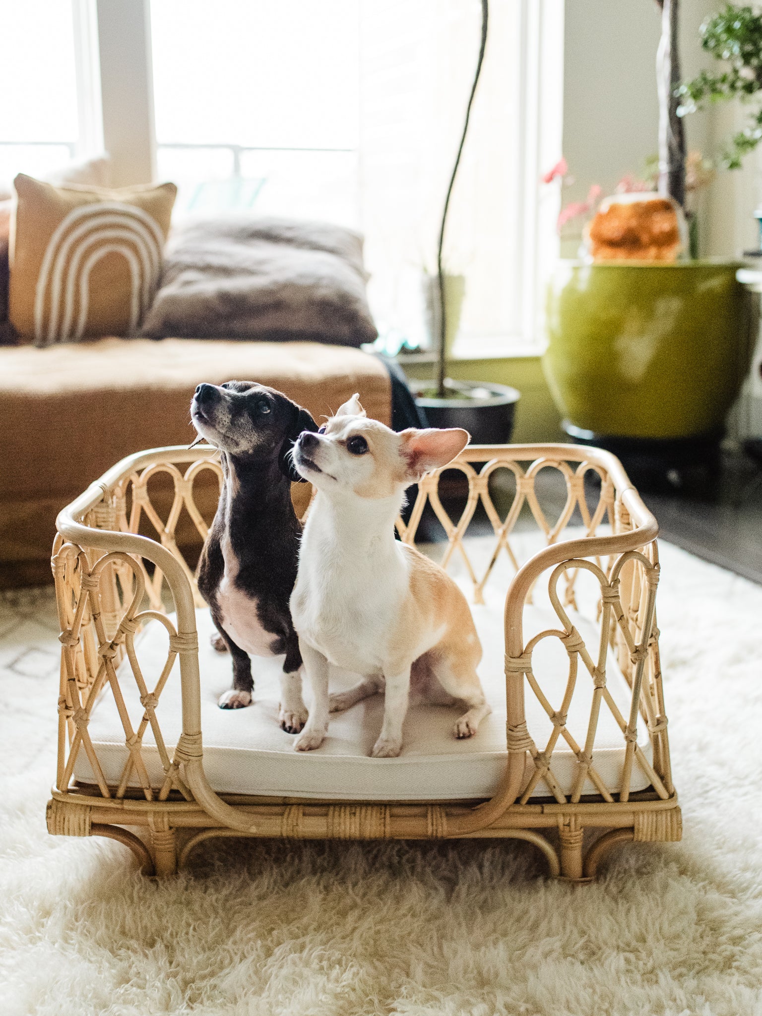 Everett Rattan Pet Bed Furniture Ellie & Becks Co.   