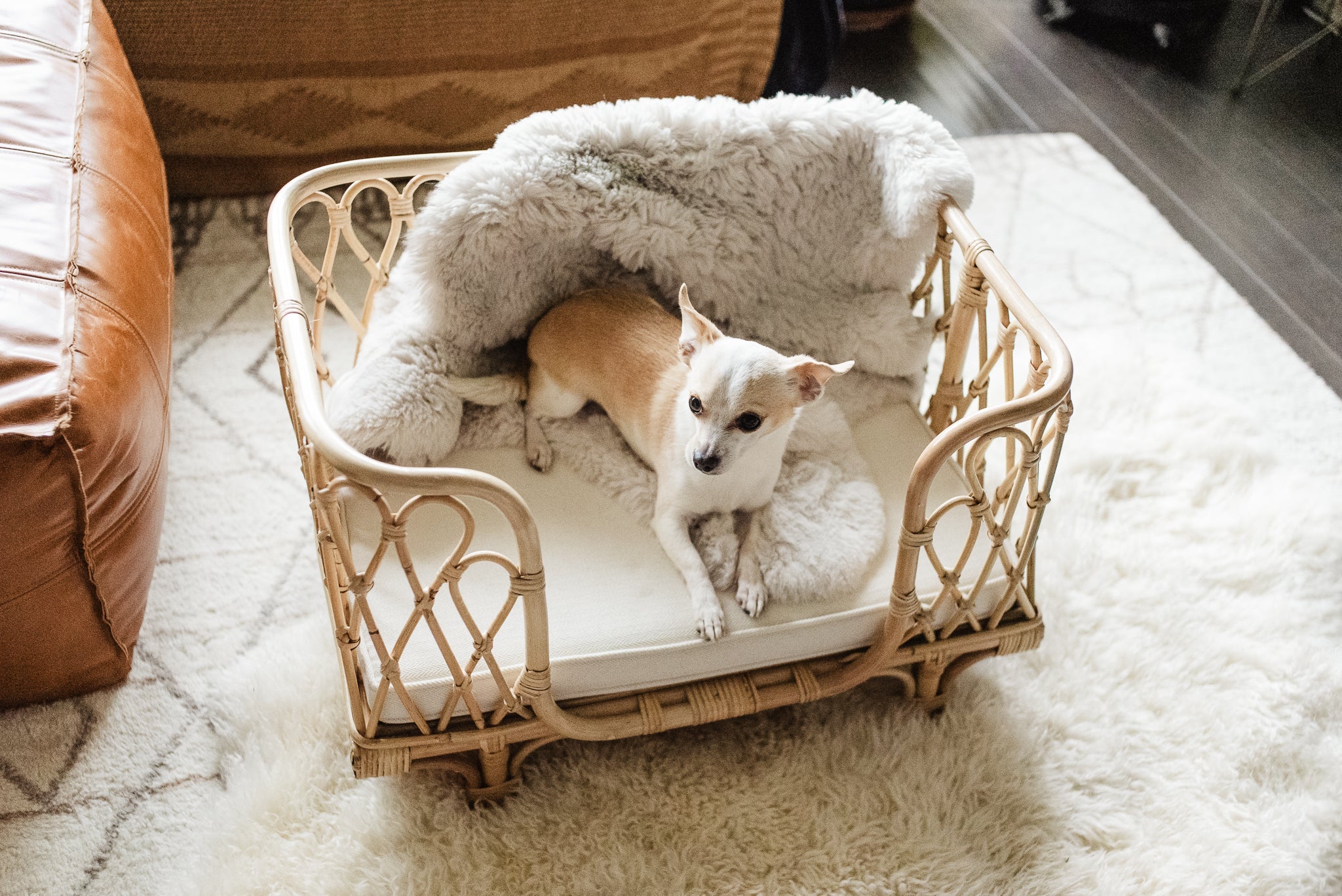 Everett Rattan Pet Bed Furniture Ellie & Becks Co.   