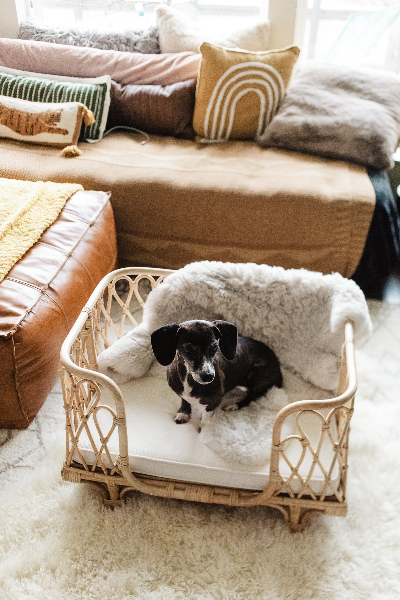 Everett Rattan Pet Bed Furniture Ellie & Becks Co.   