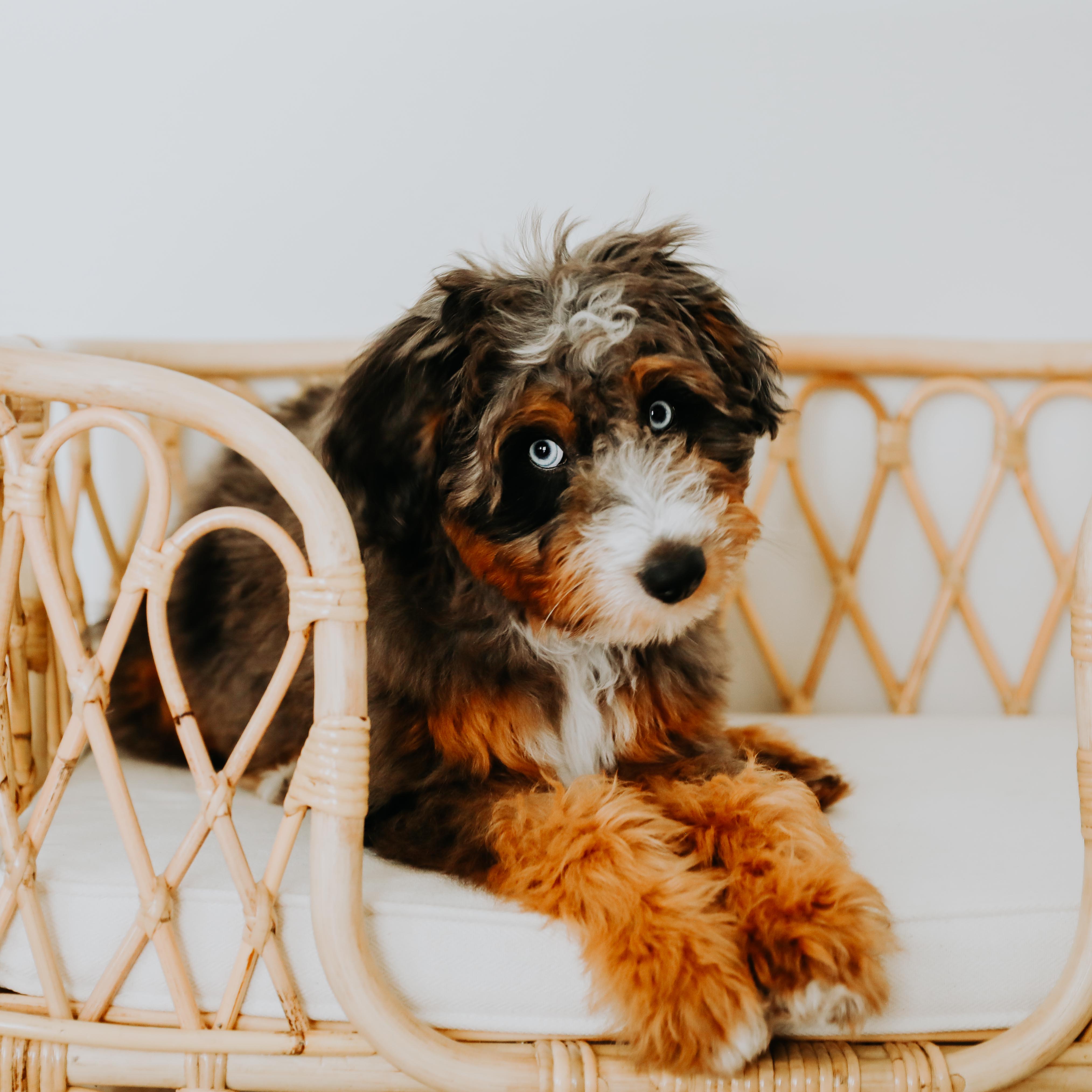 Everett Rattan Pet Bed Furniture Ellie & Becks Co.   