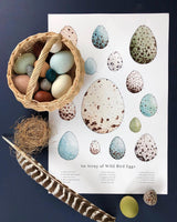 A Dozen Bird Eggs in a Box